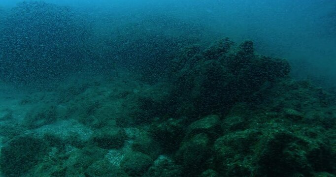 A vast school of tiny fish fry swarms above the coral reef, moving in synchronized patterns. Sunlight filters through the water, illuminating their rapid motion.