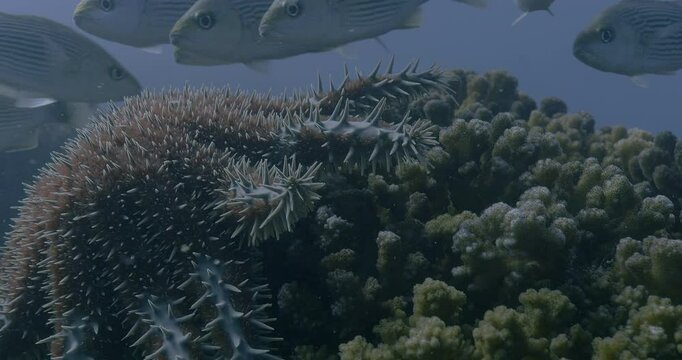 A crown-of-thorns starfish (Acanthaster planci) displays its sharp, venomous spines while feeding on coral. Fish swim in the background.