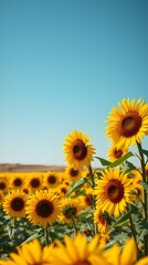 Fototapeta premium Vibrant Sunflower Field, Clear Blue Sky, Vertical. Generative AI.