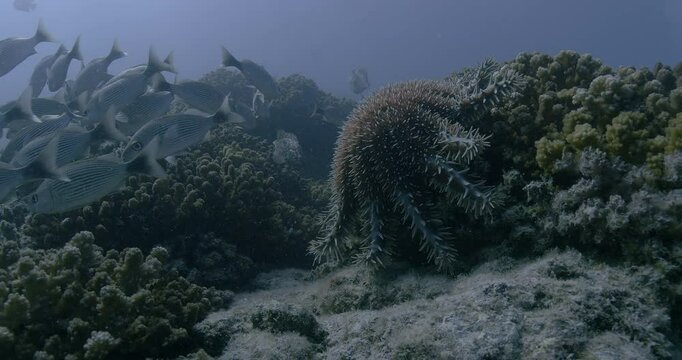 A crown-of-thorns starfish (Acanthaster planci) clings to coral while feeding, its venomous spines extended. Fish swim in the background.