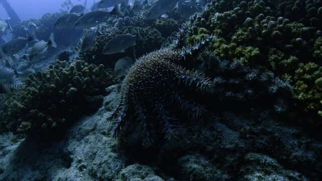 A crown-of-thorns starfish (Acanthaster planci) spreads its spiny arms over a coral colony, feeding on the living reef. Fish swim nearby.