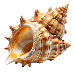 Conch shell with spiral shape, ridges, and pointed protrusions isolated on transparent background