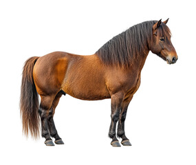 Obraz premium Portrait of a horse in natural beauty. Isolated on transparent background, png.