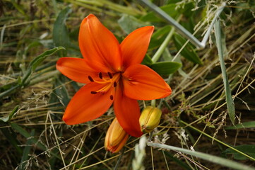 close-up image of a orange-lily (lilium bulbiferum) in bloom.