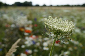 close-up image of a daucus carota wild plant, wild meadow in background