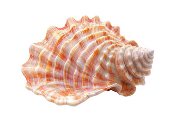 Natural Pink and Orange Conch Seashell with Spiral Pattern and Ridged Texture from Tropical Ocean Beach Collection Isolated on Transparent and White Background