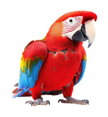 Naklejka premium Vibrant scarlet macaw wildlife. Isolated on transparent background, png.