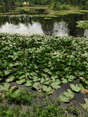 Ducks swimming in a pond covered with water lilies in czech republic in cesky krumlov