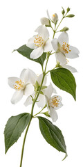 Fototapeta premium White Flowers with Yellow Stamens on a Green Leafy Branch Isolated on Transparent Background