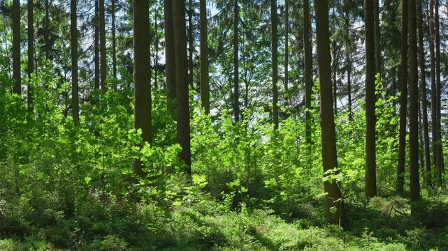 Nadelwald im Fr&uuml;hling, Fichtelberg, Fichtelgebirge, Bayern, Deutschland, Europa