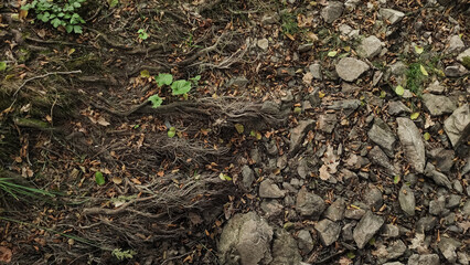Exposed tree roots and rocks sharing forest floor in czechia pruhonice