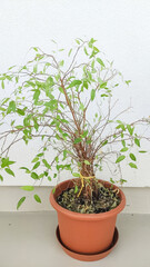 Potted plant ficus showing signs of neglect in prague