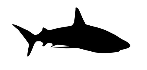 Shark swimming silhouette
