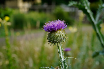 minimalistic image of thistle in bloom during summer