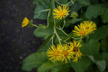 minimalistic  image of a group of iluna flowers