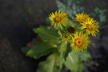 natural image of a group of iluna (inula magnifica) flowers