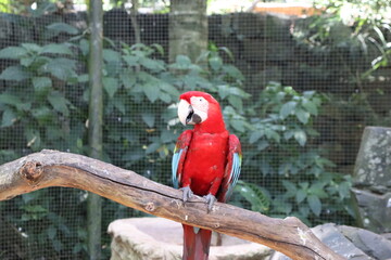 This beautiful bird is called the scarlet macaw

