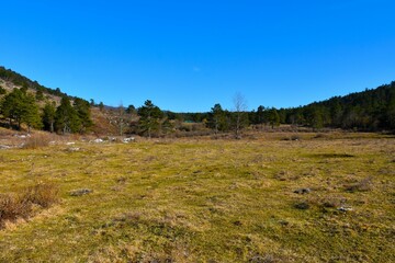 Obraz premium View of a meadow with evergreen conifer and deciduous trees in Notranjska, Slovenia