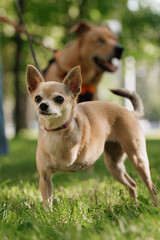 small dog with disability stands on green lawn, a pet without front paw. amputation of limbs