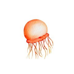 Fototapeta premium A watercolor Jellyfish, isolated on a white background. Jellyfish vector. 