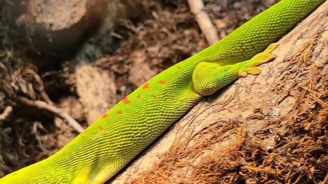 Un petit l&eacute;zard vert rampe sur le tronc d'un arbre abattu.