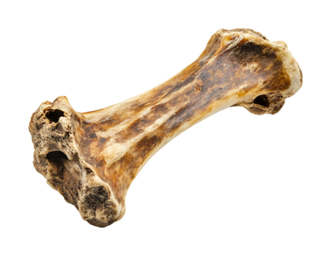 Exploring ancient fossilized bone discovery natural history museum educational display scientific environment view paleontology concept isolated on transparent background
