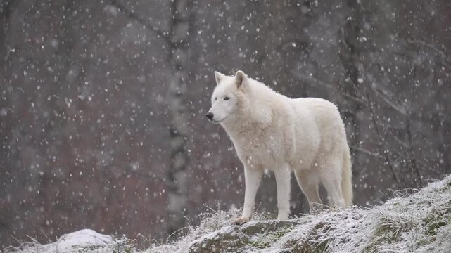 Polarwolf (Canis lupus arctos), bei Schneefall im Winter