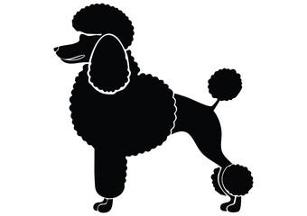 silhouette of a poodle