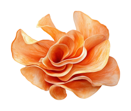 Delicate orange rose bloom nature garden floral soft beauty and serenity isolated on transparent background - Powered by Adobe