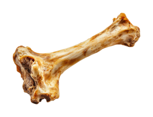 Exploring animal anatomy detailed bone structure natural environment scientific study view isolated on transparent background