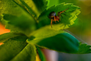 A small spider perched on a green leaf, surrounded by fresh foliage, with delicate strands of web visible.