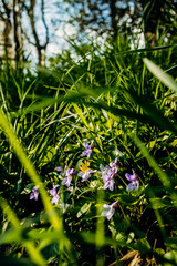 Small purple wildflowers blooming among tall green grass in a forest clearing on a sunny day.
