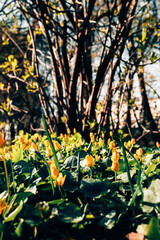 Obraz premium A field of yellow buttercup flowers growing in the sunlight with a blurred tree and urban buildings in the background. 