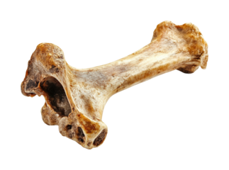 Fossilized animal bone discovery archaeological site natural history ground level paleontology insights isolated on transparent background