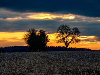 Bäume bei Sonnenuntergang im Winter