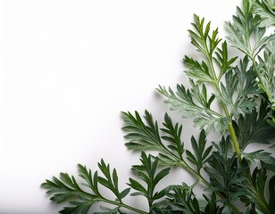 Fresh green leaves of wormwood arranged on a white background for natural design
