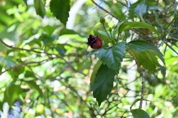 A red flower bud is blooming on a Hawaiian hibiscus plant