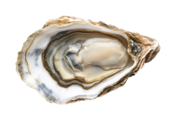 Oyster harvesting process coastal waters food aquatic environment aerial view culinary delicacy isolated on transparent background