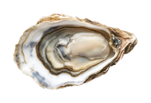 Oyster harvesting process coastal waters food aquatic environment aerial view culinary delicacy isolated on transparent background