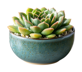 Succulent plant care tips for gardening enthusiasts home environment visual guide greenery isolated on transparent background