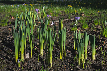 Obraz premium Daffodil sprouts in a park in early spring. Crocuses and winter aconite flowersin the background