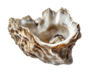 Oyster shell coastal beach natural object marine environment overhead view coastal beauty isolated on transparent background