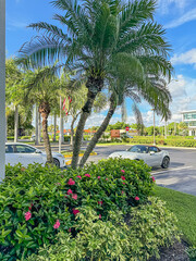 Lush green shrubs with pink flowers and tropical palm trees in a bright, sunny parking lot. Blue sky, parked cars, and a peaceful suburban setting create a relaxing atmosphere.  © Natalie LightFocus