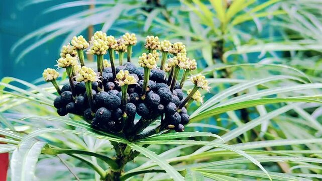 Video about Umbrella plant (Cyperus alternifolius). This video is suitable for educational videos, presentations, biodiversity and so on.