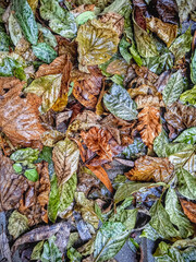 Wet autumn leaves, different colours