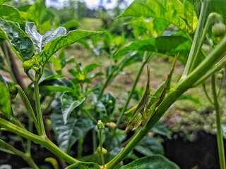 Slender Grasshoppers Clinging to a Stem in Natural Garden