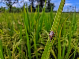 Weevil on a Rice Leaf: A Macro Study in a Paddy Field