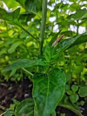 Assassin Bug on a Chili Pepper Leaf: A Macro Study in a Garden Setting