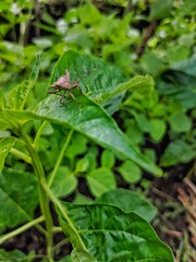 Shield Bug on a Green Leaf: A Natural Macro Encounter