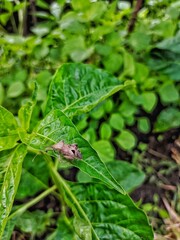 Shield Bug on a Green Leaf: A Natural Macro Encounter